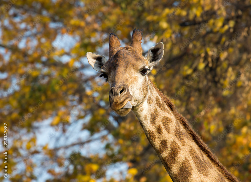 Obraz premium Giraffe. Giraffe is a mammal from the order of cloven-hoofed. It is the tallest terrestrial animal on the planet. Giraffes live in the savannas of Africa.