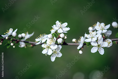 Blossoming of plum flowers in spring time with green leaves, vintage floral background