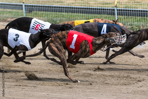 Fototapeta Naklejka Na Ścianę i Meble -  Greyhounds at racing