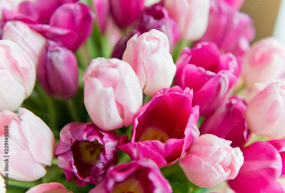  bouquet of pink tulips