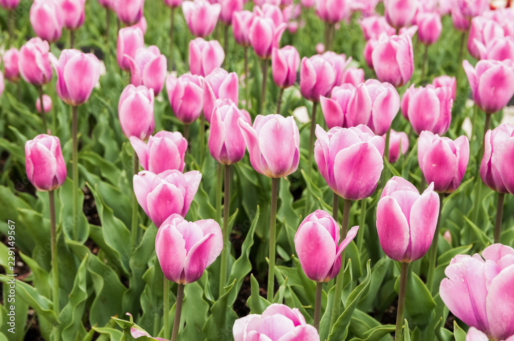 beautiful pink tulips beautiful pink tulips