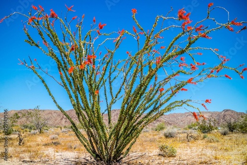 A spiny stems Ocotillo in Joshua National Park, California photo