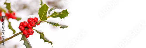 Close up of a branch of holly with red berries covered with snow background, panoramic winter nature, Christmas web banner