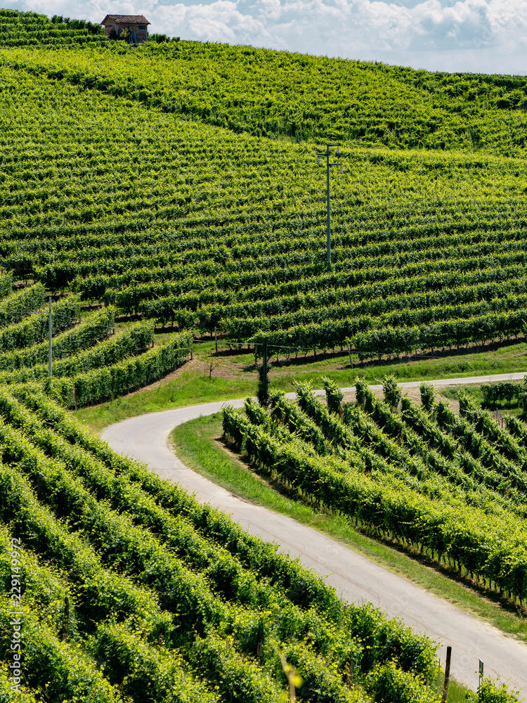 Vineyards near Barbaresco, Cuneo, in Langhe Vineyards near Barbaresco, Cuneo, in Langhe