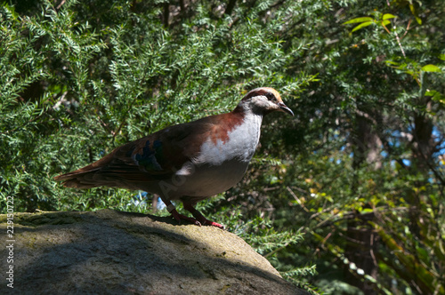 Sydney Australia, Brush BronzeWing standing on rock photo