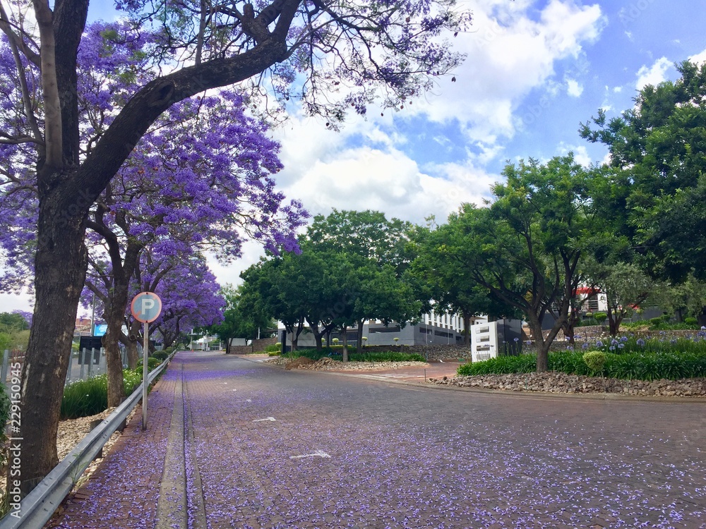 Fototapeta premium Road, park, trees, landscape, nature 