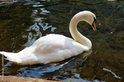 cygne