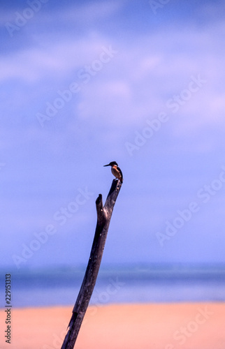 Malgasy Kingfisher (Corithornis vintsioides), Ile Aux Nattes, Madagascar, Africa
 photo