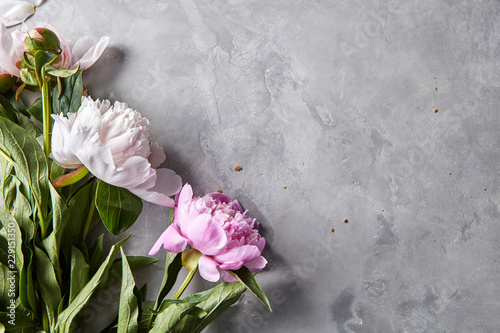 Corner frame of pink and white peonies on a gray concrete background with space for text. Natural layout for postcard