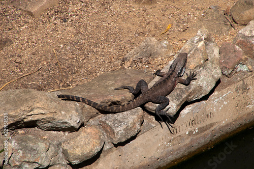 Sydney Australia, monitor lizard sun baking by garden pond on a spring day