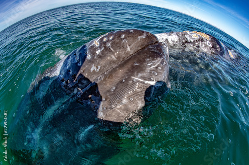 grey whale nose travelling pacific ocean