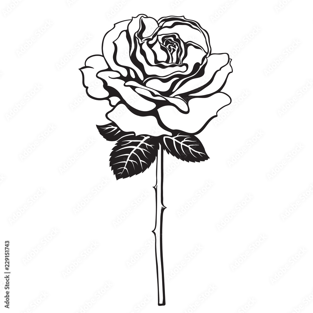 Rose Vector Black And White