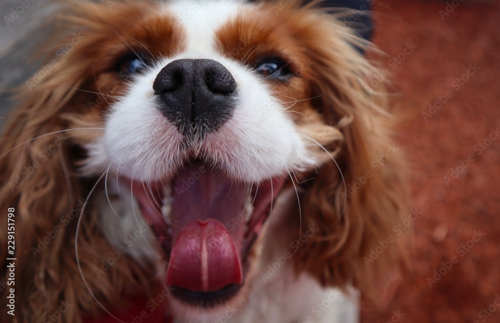 Happy Cavalier King Charles Spaniel Dog with Mouth Open