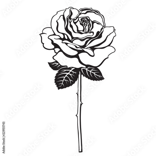 Black and white rose flower with leaves and stem. Hand drawn vector.