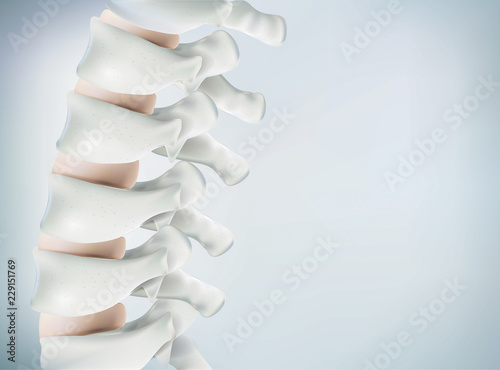 The human spine image is realistic. Shows the medical accuracy of human skeleton and 3D rendering.