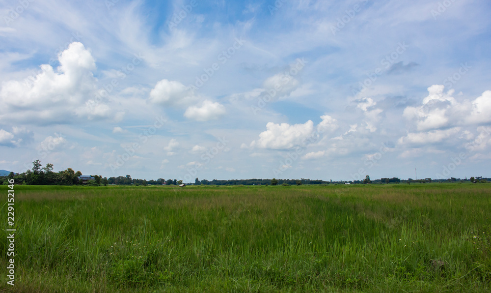 rice field sky nature outdoor landscape rice field sky nature outdoor landscape