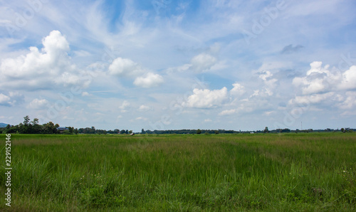 rice field sky nature outdoor landscape