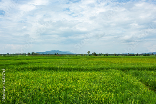 rice field sky clouds landscape nature 
