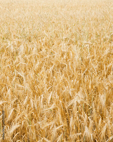 Grain gold field