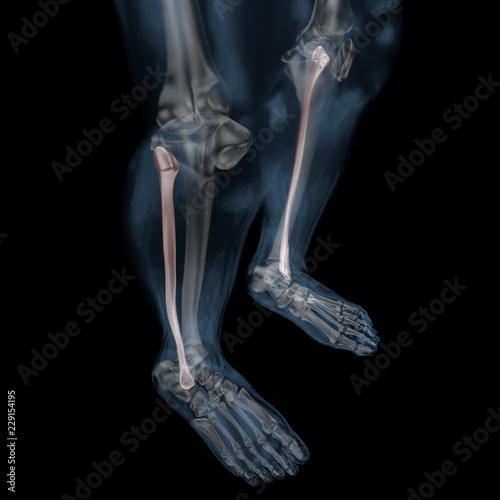 3d illustration of human body skeletal fibula