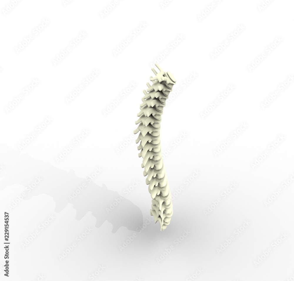 3d illustration of human body vertebral column 3d illustration of human body vertebral column