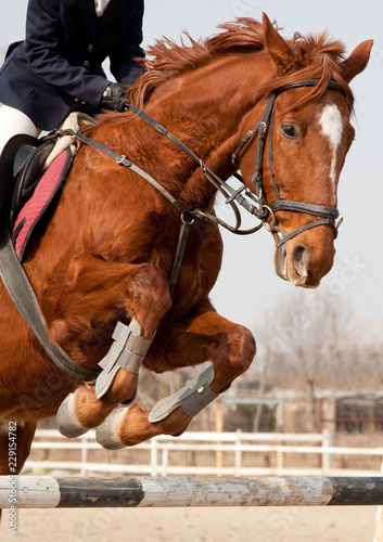 horse and jockey jumping © Dmitry Kudryavtsev