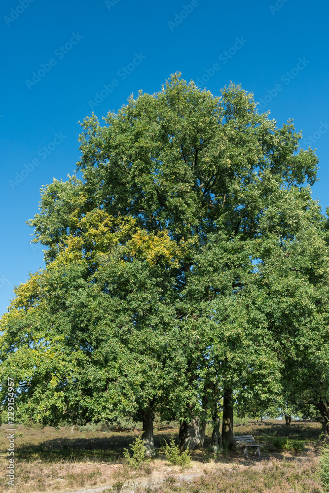 Eiche im Naturschutzgebiet Lüneburger Heide Eiche im Naturschutzgebiet Lüneburger Heide