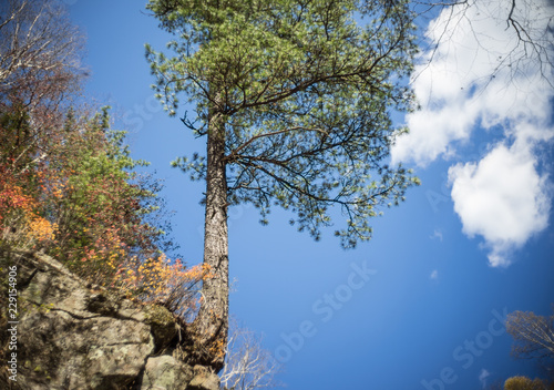 Fototapeta Naklejka Na Ścianę i Meble -  The tree grows on large stones on a cliff.