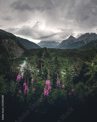 Alpenblumen und im Hintergrund der Grossglockner  in der Abendstimmung an der Grossglockner Hoachalpenstrasse photo