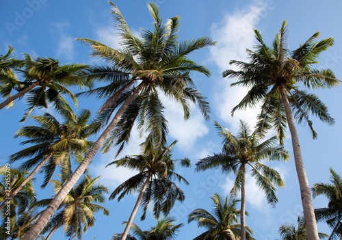 palmtrees with sky