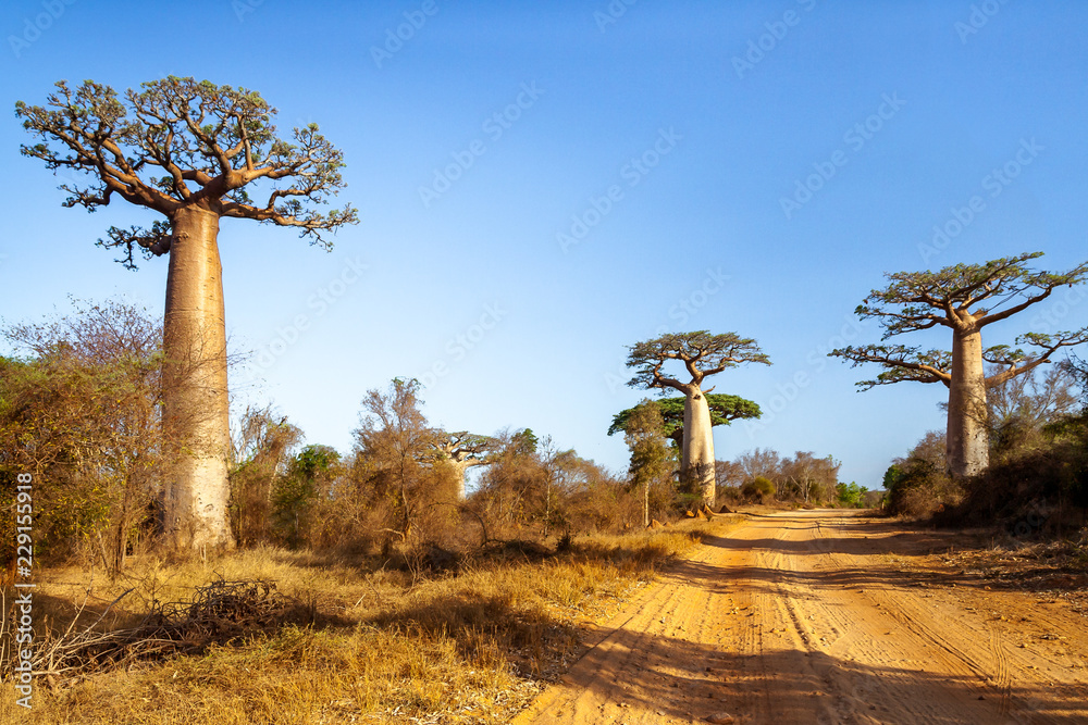 Obraz premium Baobab trees along the track