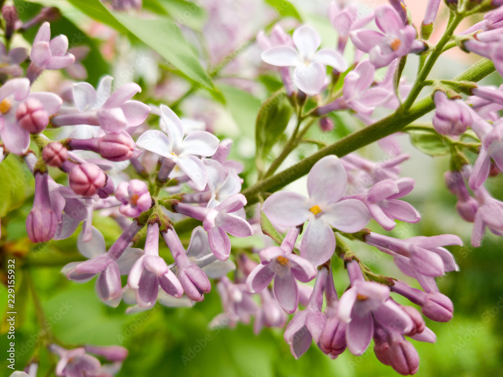 Beautiful bright branch of purple lilac and bright juicy green foliage. Beginning of flowering in early spring