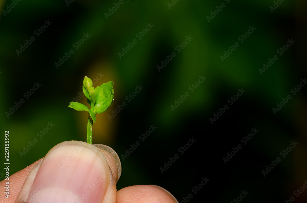 Human keep fresh green leaves in the garden. Human keep fresh green leaves in the garden.