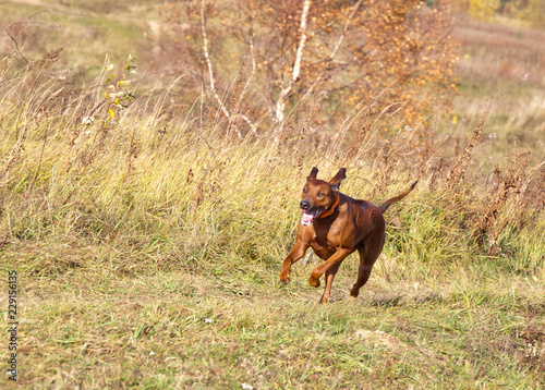Dog breed Rhodesian ridgeback running on the field in autumn. Coursing
