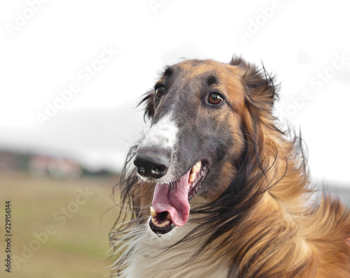 Valokuva Russian hunting sighthound portrait