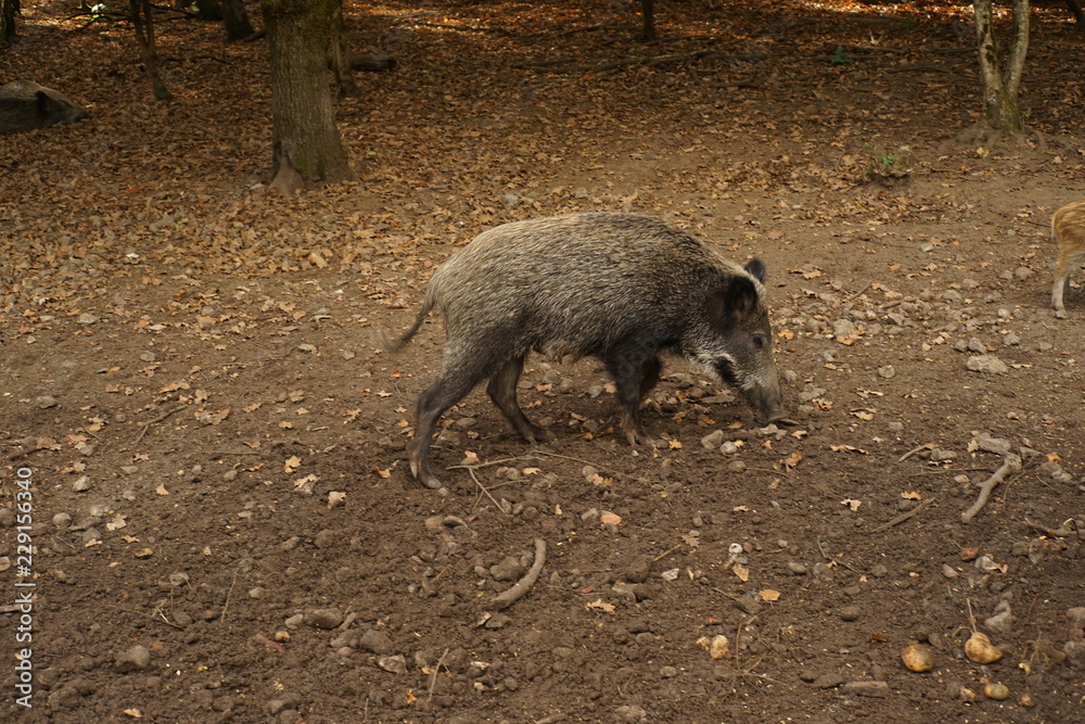 Wildschwein