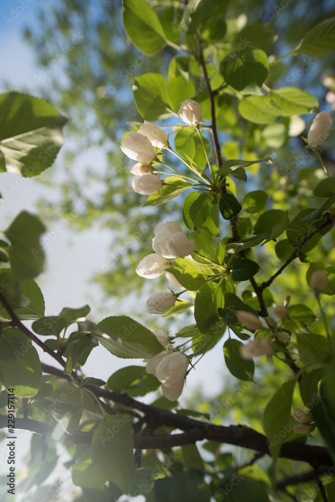 blooming apple tree