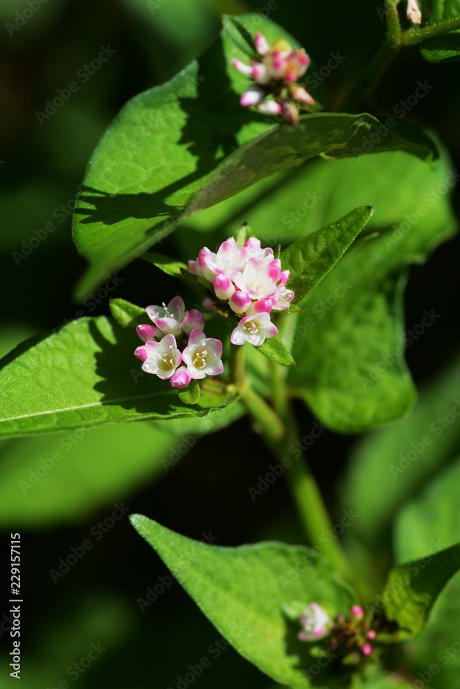 Persicaria thunbergii flowers Persicaria thunbergii flowers
