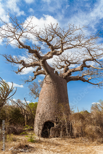 Принти на полотні Baobab tree and savannah