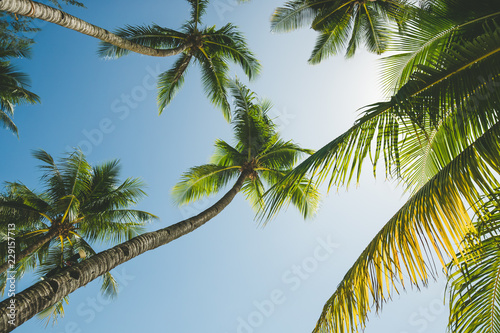 Coconut Palm trees against blue sky. Sunny weather. Travel Background. Nature landscape. Holiday and recreation on exotic island beach resort. Bottom view on green leaf and palm trunks
