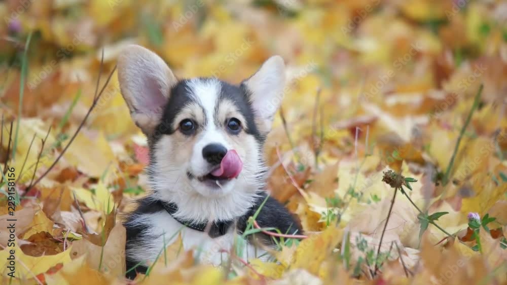 funny puppy welsh corgi chews and licks funny puppy welsh corgi chews and licks
