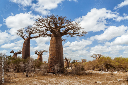 Baobab forest and savannah