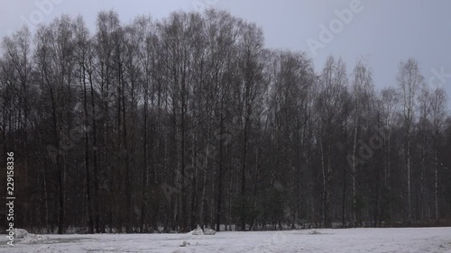 Wallpaper Mural Snow falling in front of forest. Slow motion. Torontodigital.ca