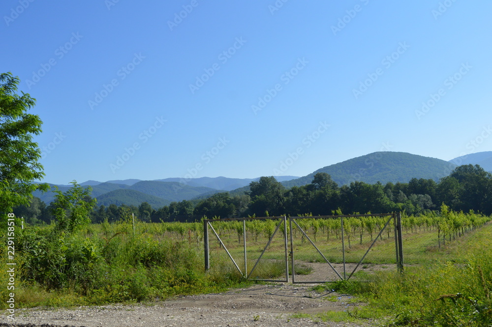 vineyard in france vineyard in france