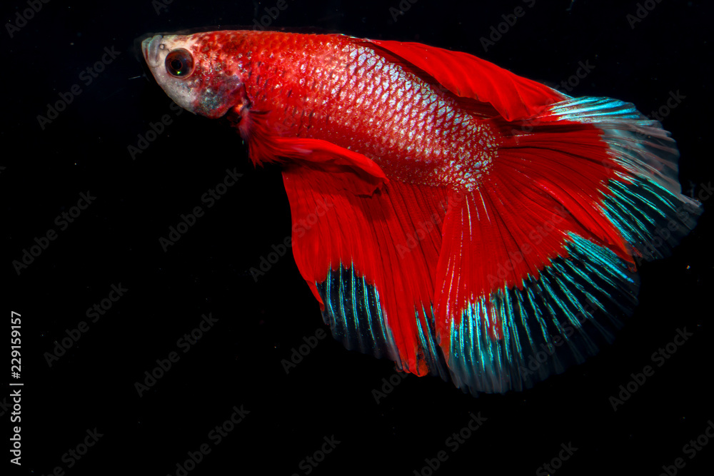 Fototapeta premium FIGHTING FISH