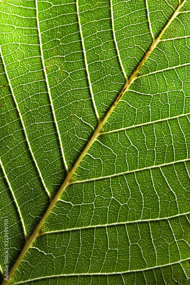 Macro photo of green leaf with veined pattern. Natural background for layout. Top view Macro photo of green leaf with veined pattern. Natural background for layout. Top view