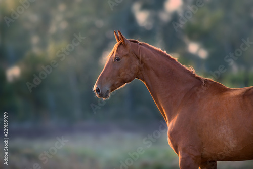 Red horse portrait outdoor