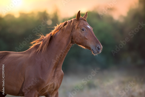 Fototapeta Naklejka Na Ścianę i Meble -  Red horse close up portrait in motion at sunset