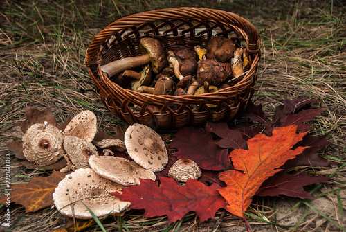 Closeup of delicious freshly picked wild mushrooms from the local forest: porcini or penny bun and parasol mushrooms in a wicker basket on autumn grass, Ukraine.