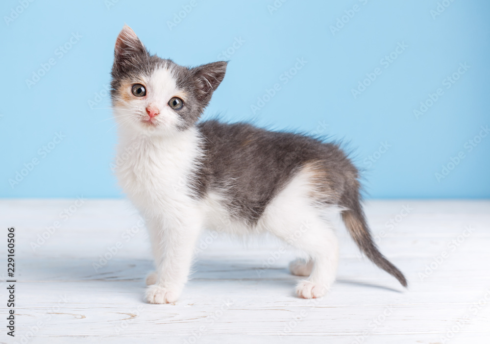 Interested kitten looks at the camera on blue